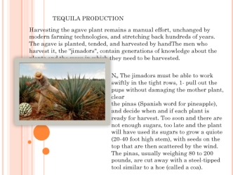 Tequila production