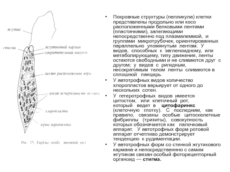 Термиты и жгутиковые тип взаимоотношений. Пелликула клетки. Строение простейших пелликула. Пелликула клетки строение. Пелликула у простейших.