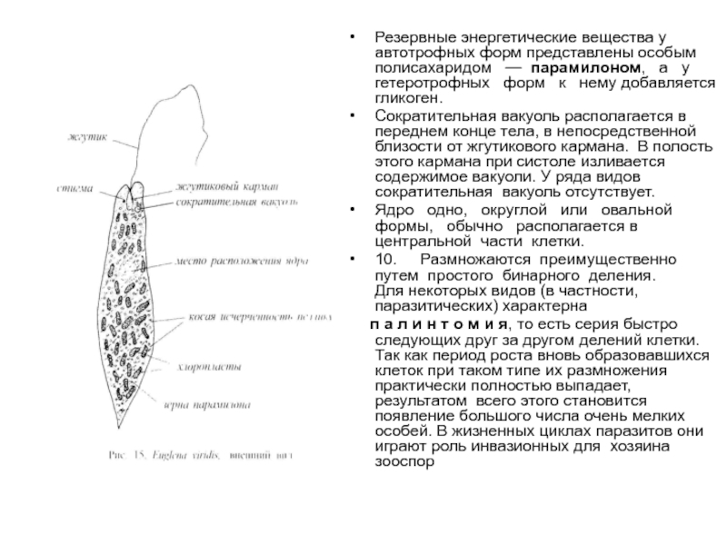 Представитель класс жгутиков. Общая характеристика жгутиковых. Цикл развития жгутиковых. Класс жгутиковые строение. Жгутиковые краткая характеристика.