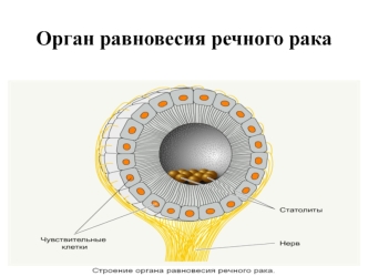 Орган равновесия речного рака