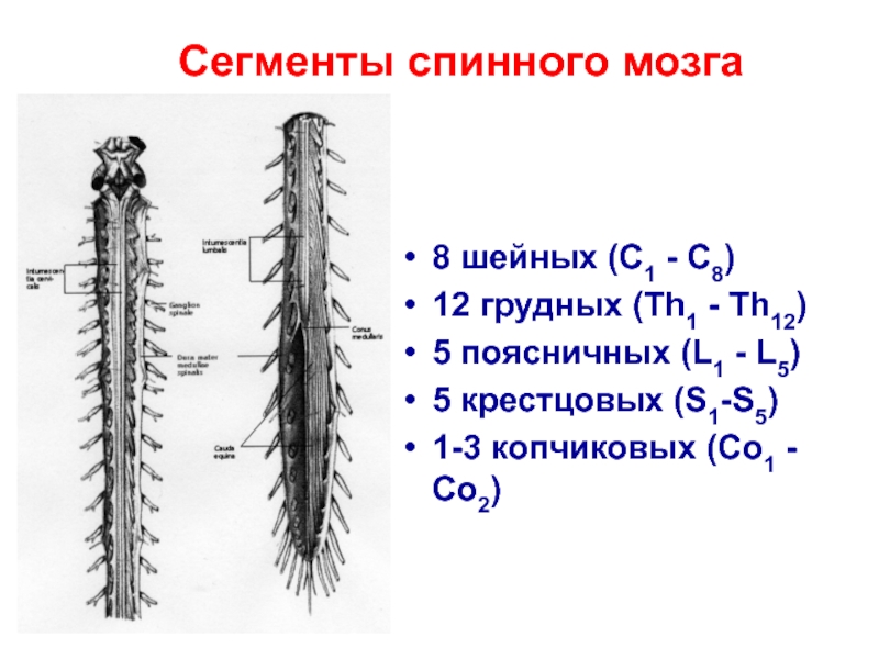 Количество сегментов спинного мозга составляет