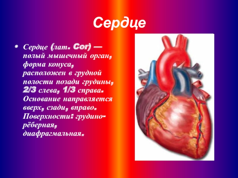 Сердце человека литература. Сердце для презентации. Доклад на тему сердце человека. Презентация на тему сердце.