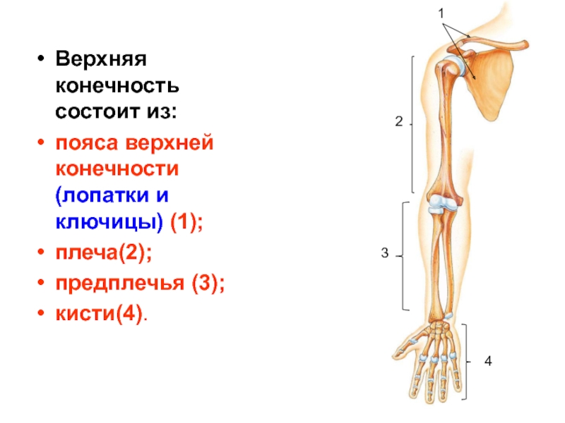 Части верхней конечности человека. Пояс верхних конечностей состоит. Скелет свободной верхней конечности анатомия. Строение плечевого пояса и верхней конечности человека. Из каких костей состоит пояс верхних конечностей.