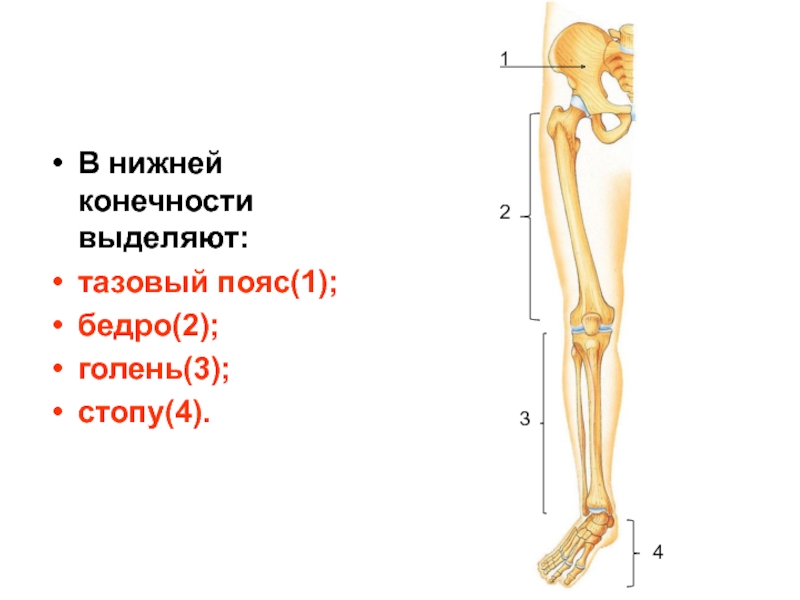 Кости нижней конечности человека анатомия рисунок с подписями