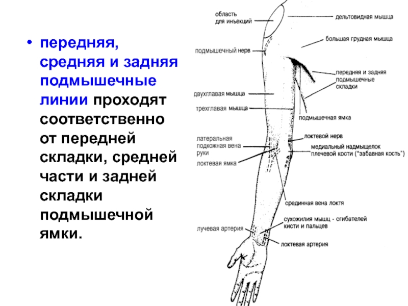 Линия проходящая. Передняя и задняя подмышечные линии. Передняя подмышечная складка. Передняя и средняя подмышечная линия. Задняя подмышечная линия.