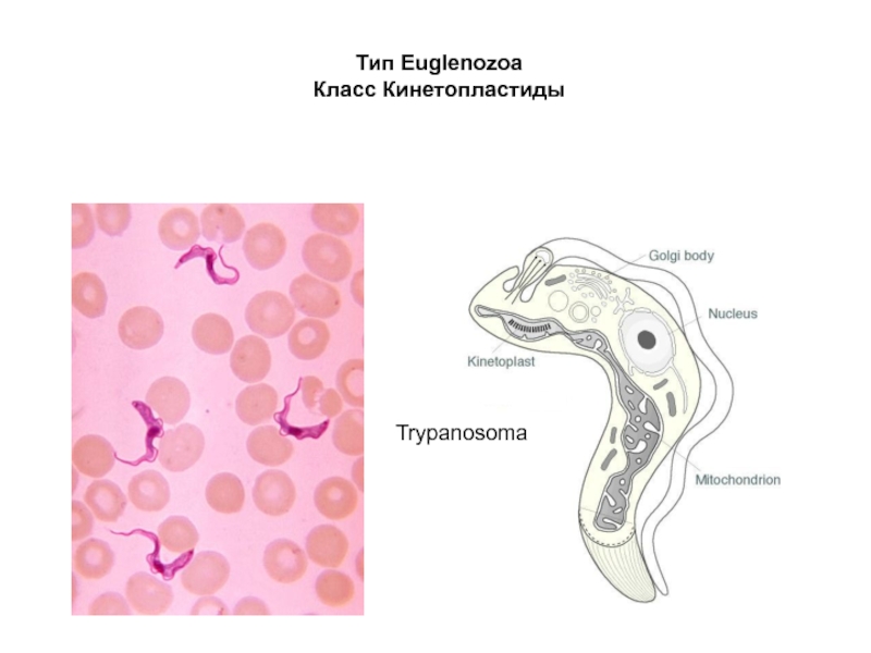 Трипаносома строение рисунок
