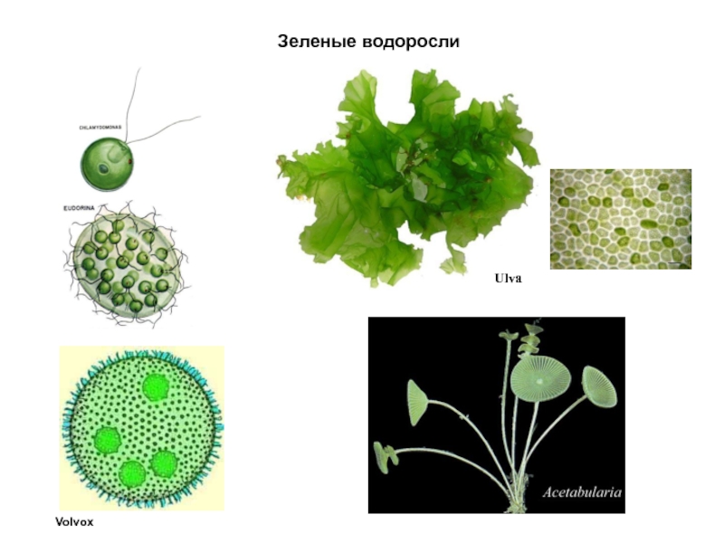 Водоросль вольвокс. Вольвокс и Ульва. Зеленые водоросли Ульва. Зеленые водоросли вольвокс. Вольвокс это многоклеточная зелёная водоросль.