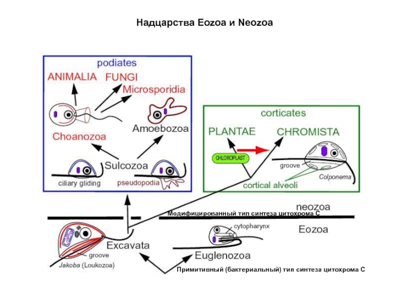 Тип синтеза. Типы синтеза. Надцарство excavata. Виды синтеза маршрута. Neozoa.