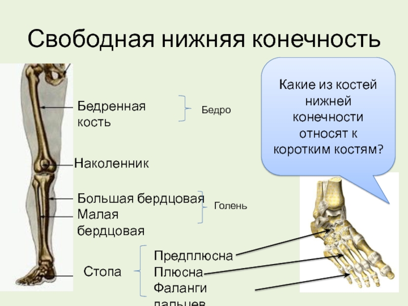 Как называется кость нижней конечности обозначенная на рисунке буквой а бедренная лучевая