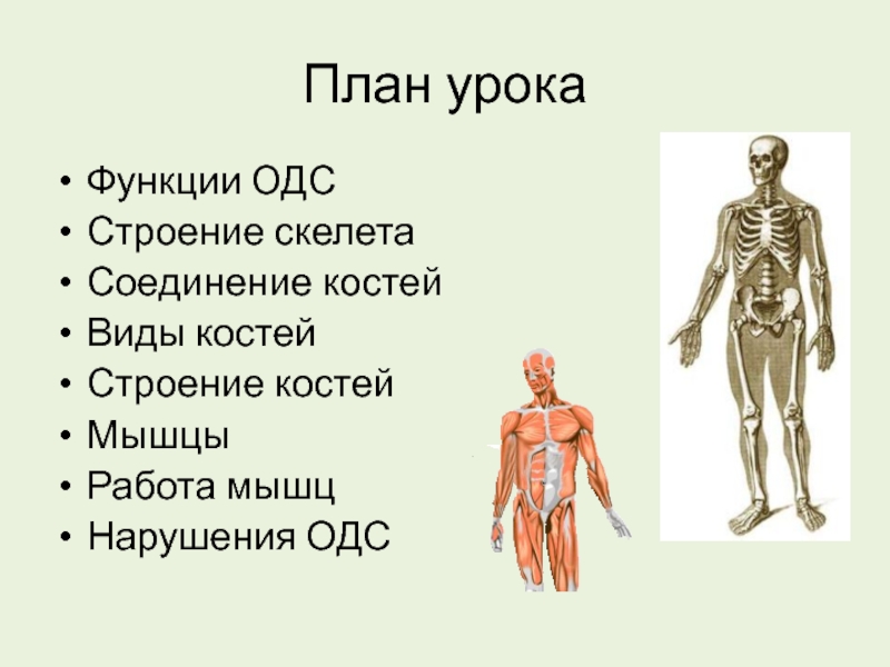 Опорно двигательная система какие функции