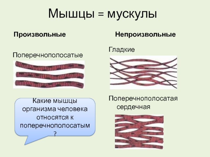 Гладкая мышца и поперечнополосатая