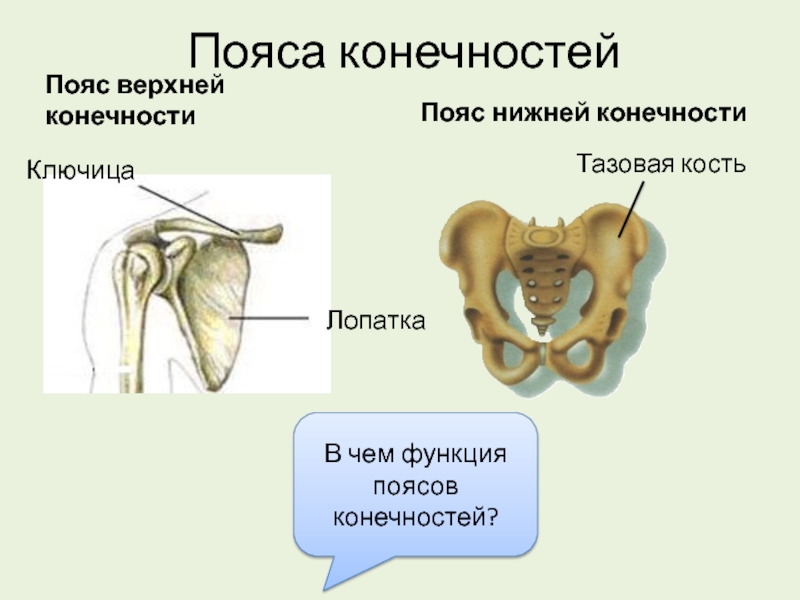 Пояс верхней конечности ключица