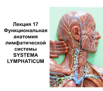 Функциональная анатомия лимфатической системы