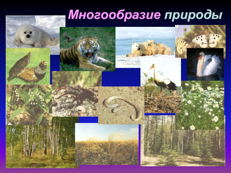 Многообразие россии доклад. Разнообразие природы. Природа разнообразие природы. Многообразие природы России. Природное разнообразие.