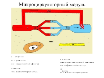 Микроциркуляция, транспорт биологических жидкостей на тканевом уровне