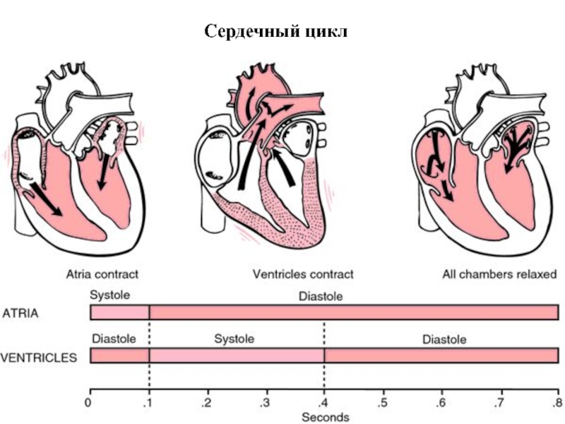 Рассмотрите схему сердечного цикла на рисунках 1 3