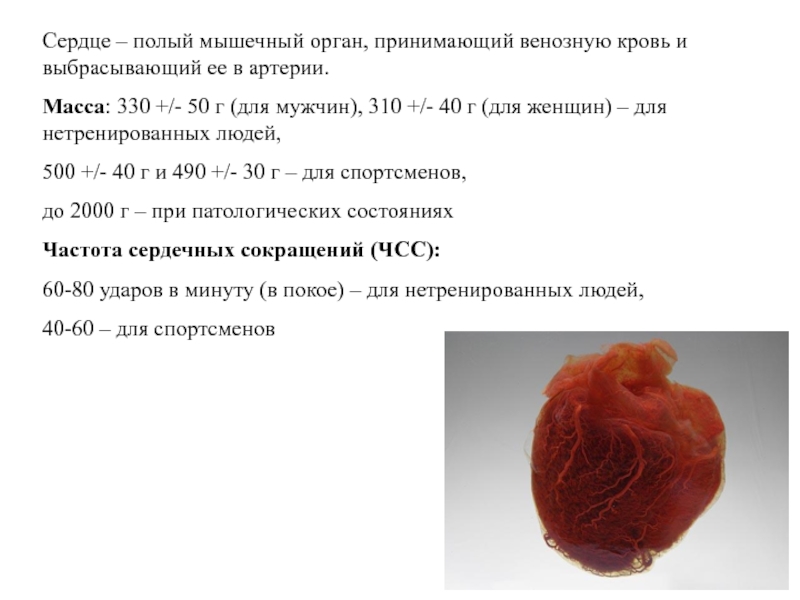 Полый это что. Сердце полый мышечный орган. Масса сердца у нетренированных мужчин составляет:. Сердце полый мышечный орган размером со сжатый кулак.