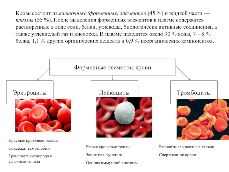 Элементы белой крови. Форменные элементы крови физиология. Состав крови клетки крови их строение функции. Состав и функции форменных элементов крови. Кровь состоит из плазмы и клеток крови.
