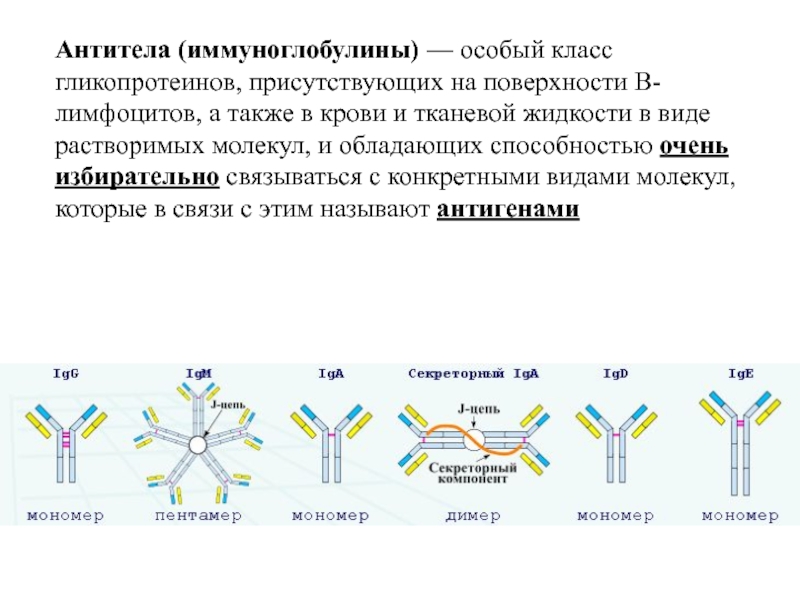 Отличия иммуноглобулинов. Антитела функции 5 классы иммуноглобулинов. Антитела их характеристика классы иммуноглобулинов. Функции различных классов иммуноглобулинов. Структура антитела иммунология.