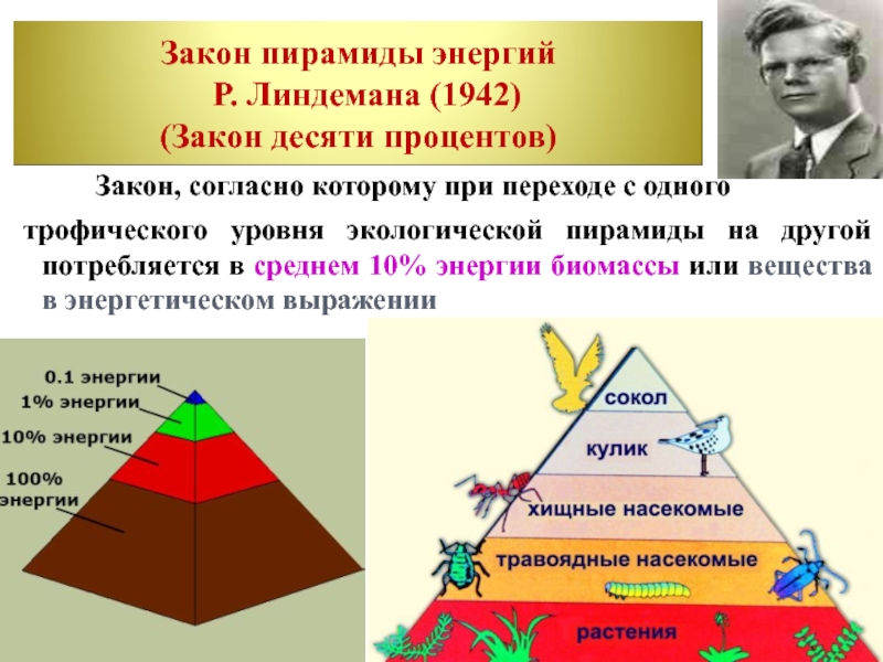 Согласно правилу пирамиды чисел. Пирамида Линдемана экологическая. Правило экологической пирамиды Линдемана. Закономерность экологической пирамиды. Экологическая пирамида энергии.