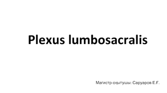 Plexus lumbosacralis