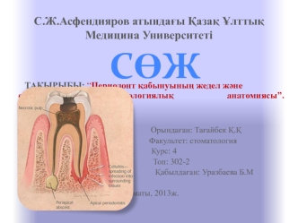 Периодонт қабынуының жедел және созылмалы түрлерінің патологиялық анатомиясы