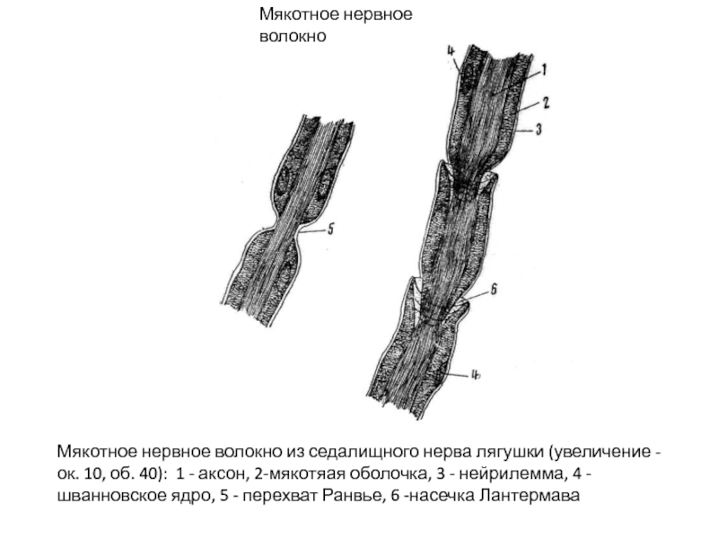 Нервные волокна кожи