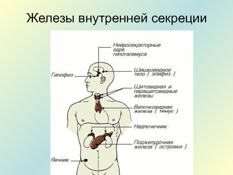 Внутренняя секреция презентация