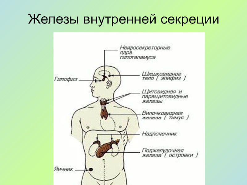 Презентация на тему железы внутренней секреции - 92 фото