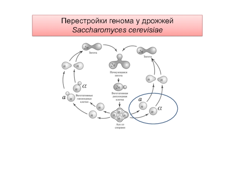 Перестройка генома. Жизненный цикл Saccharomyces cerevisiae. Saccharomyces cerevisiae строение. Генетическая организация дрожжей - сахаромицетов. Геном дрожжей Saccharomyces cerevisiae..