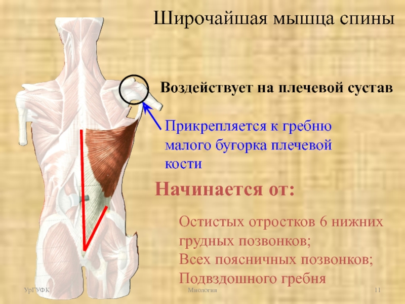 Мышцы прикрепляющиеся к большому бугорку плечевой кости