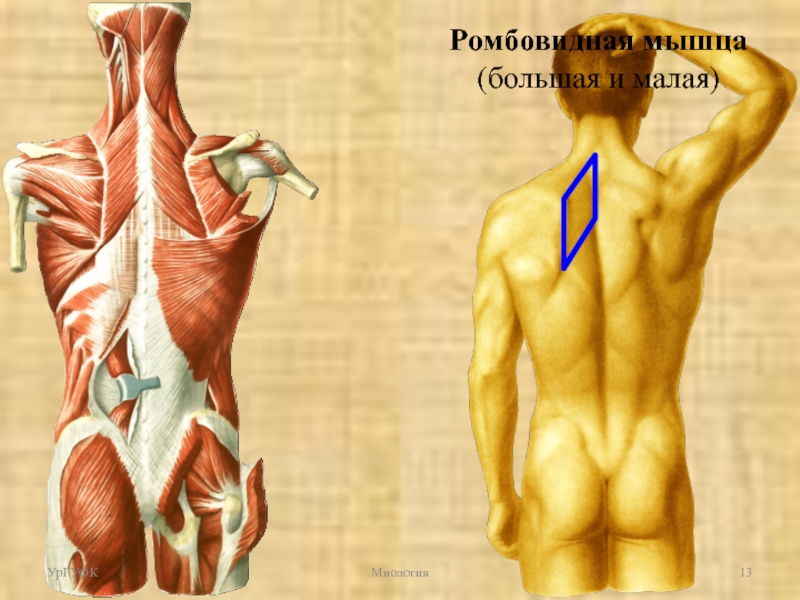 Ромбовидная мышца спины фото