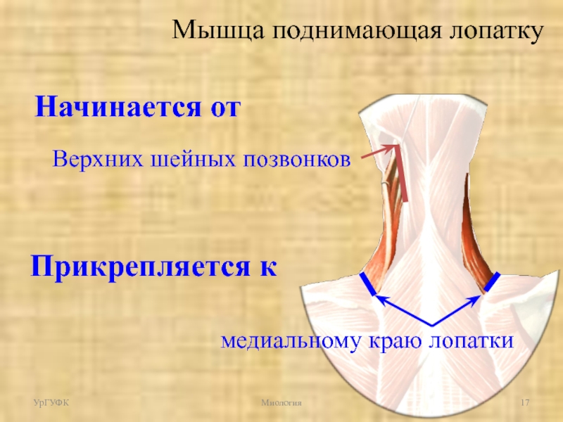 Мышца поднимающая лопатку картинка