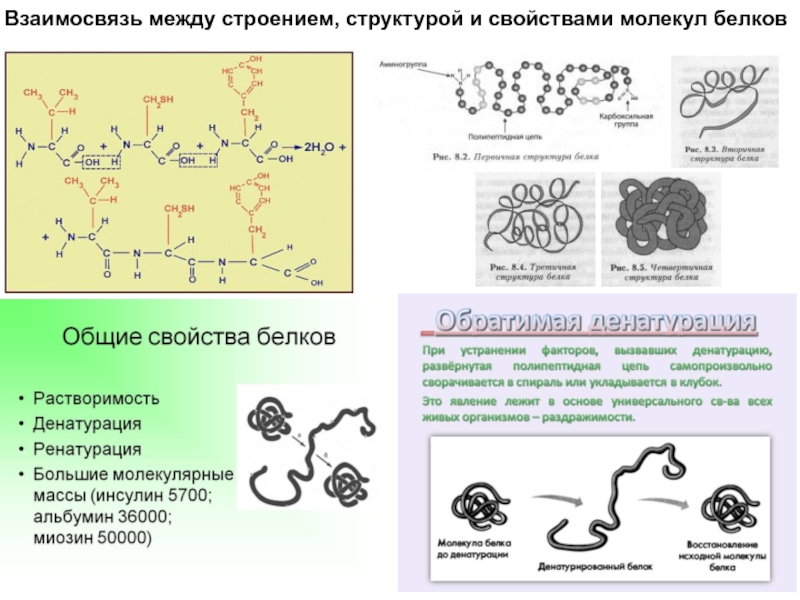 Состав и свойства молекул. Строение состав свойства взаимосвязь. Свойства белковых молекул. Уровни организации белковых молекул денатурация. Денатурации липидов и белков.