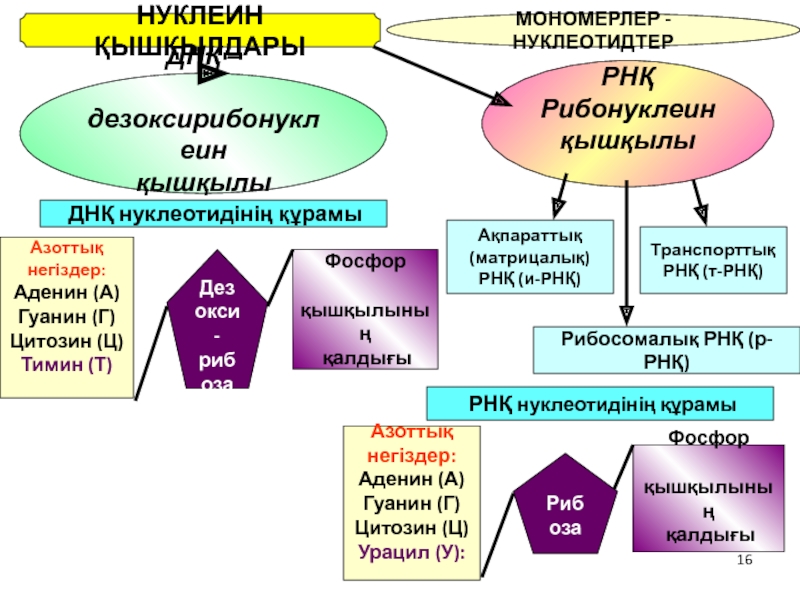 Нуклеин. ДНҚ слайд. РНҚ. Нуклеин кислоталары ДНК РНК. ДНК молекуласынын курылымы.