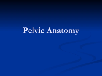 Pelvic аnatomy