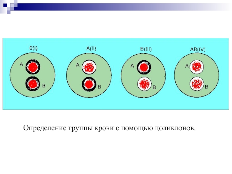 Определение группы крови и резус алгоритм. Цоликлоны для определения групп крови АВО И резус принадлежности. Резус фактора цоликлонами. Определение группы крови цоликлонами таблица. Группа крови Цоликлоны.