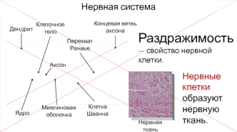 Нервная система