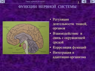 Функции нервной системы