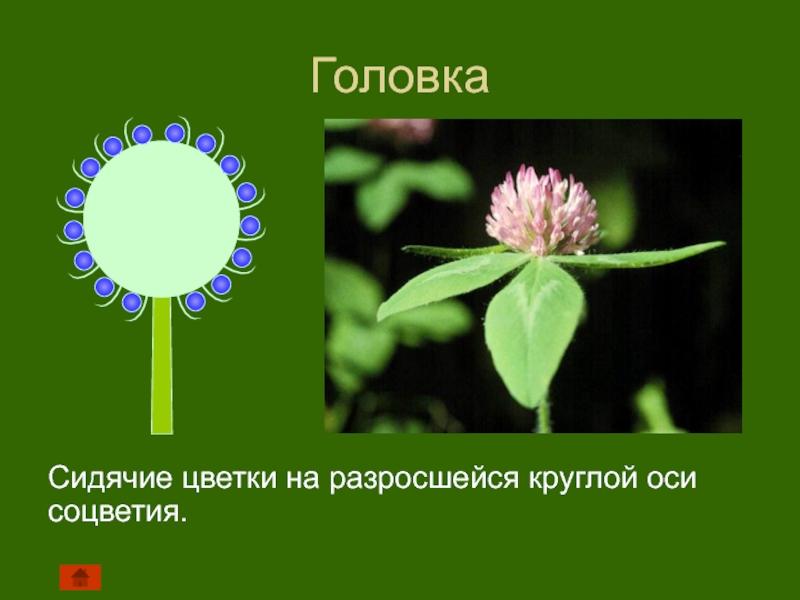 Соцветие головка описание. Цветы с соцветием головка. Сидячие соцветия. Растения с соцветием головка. Сидячие цветки.