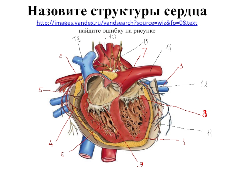 Какая структура сердца человека изображена на рисунке. Структура строения сердца. Внутреннее строение сердца функции. Строение сердца 8 класс биология. Строение сердца схема.
