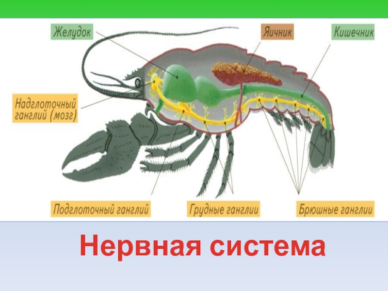 Схема тип членистоногие