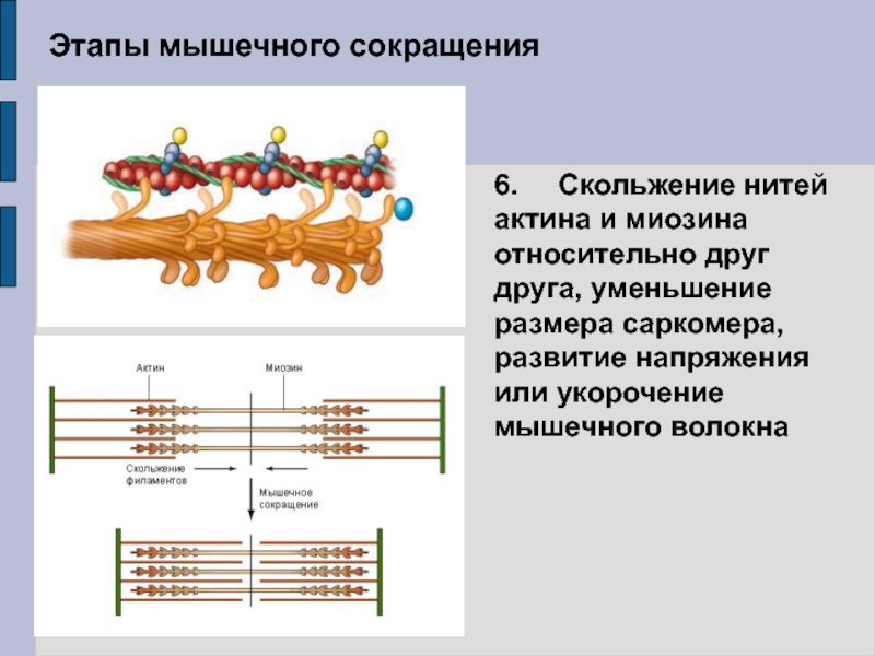 Сокращение актина и миозина. Строение актина и миозина. Актин и миозин при сокращении мышц. Структура актина и миозина. Актин и миозин отличия.