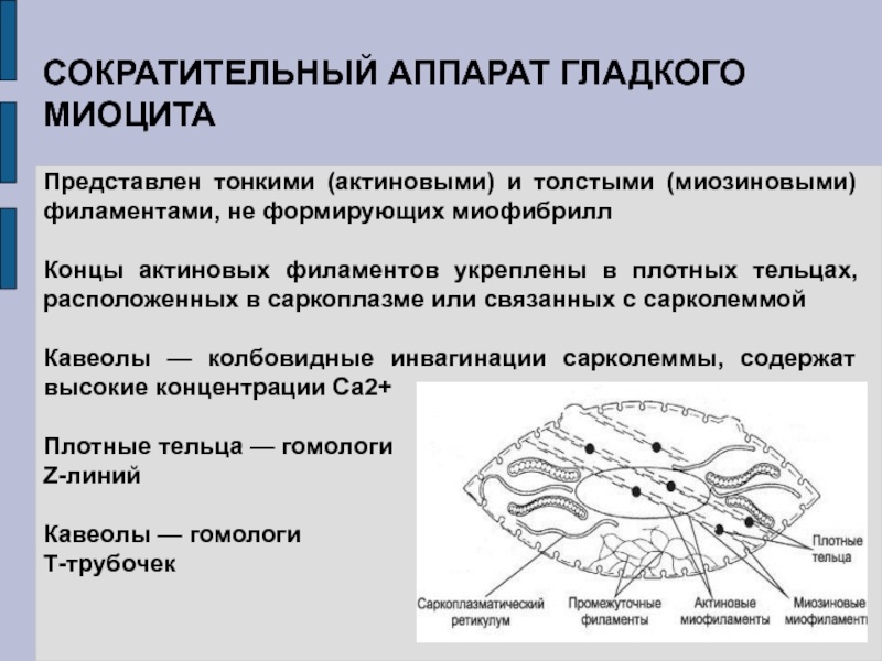 Схема изменения структуры гладкого миоцита до и после сокращения