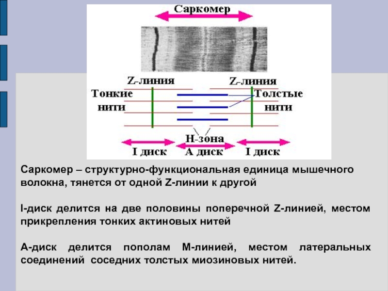 Саркомера мышечного волокна