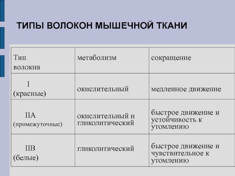 Тип ми. Характеристики мышечных волокон различных типов. Характеристики мышечных волокон 1 типа. Классификация мышечных волокон таблица. Мышечные волокна 1 и 2 типа.