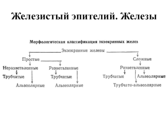 Железистый эпителий. Железы