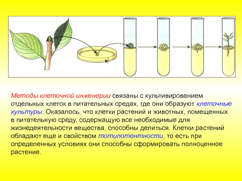 Клеточная инженерия презентация