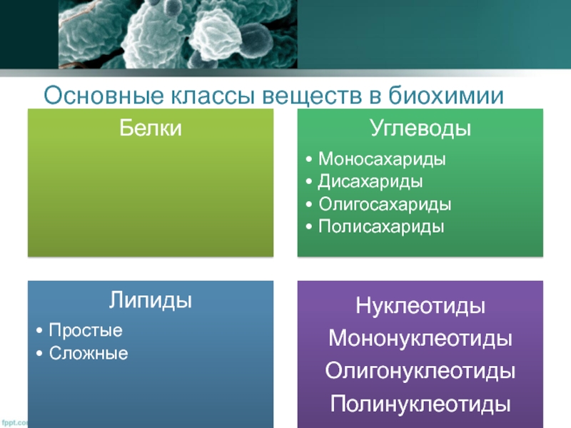 Презентация К Курсовой Работе Метаболизм Микроорганизмов