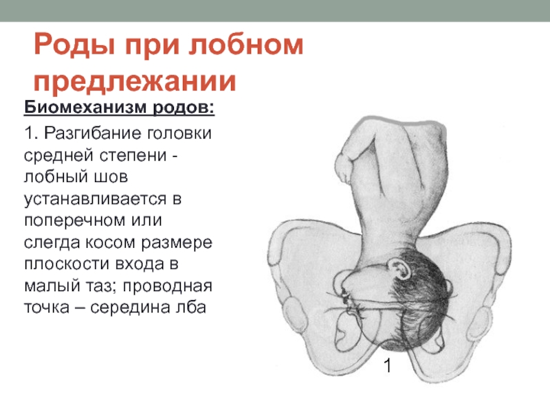 Головка плода в полости малого таза